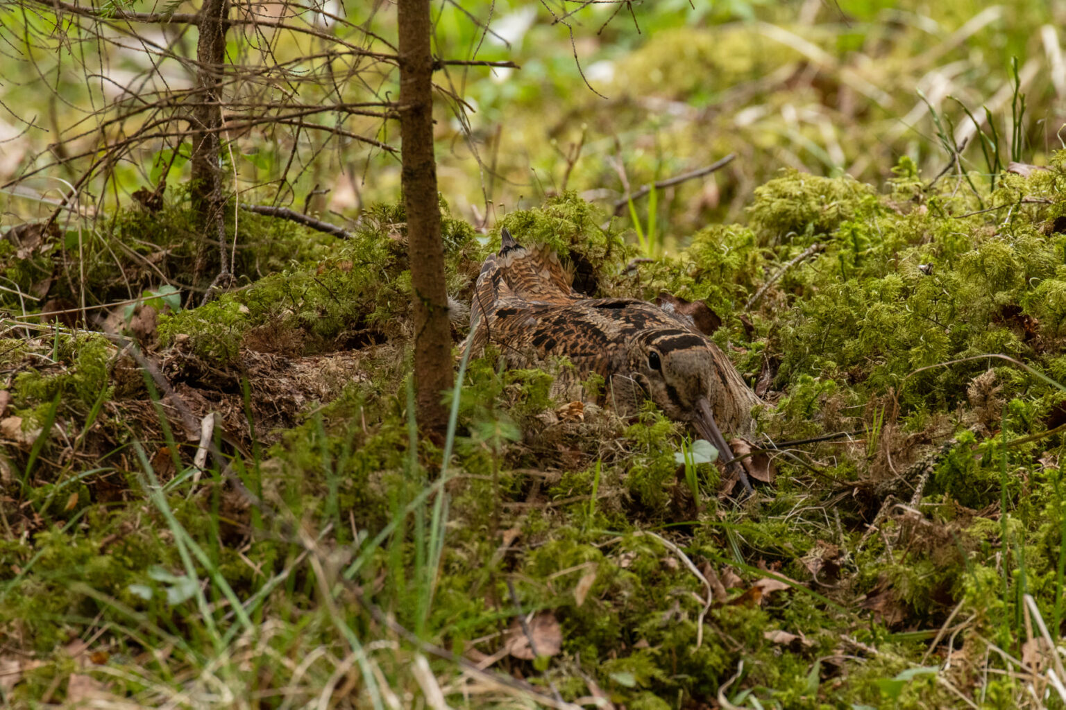 Teel linnusõbraliku metsa poole • Päästame Eesti Metsad - Save the forest