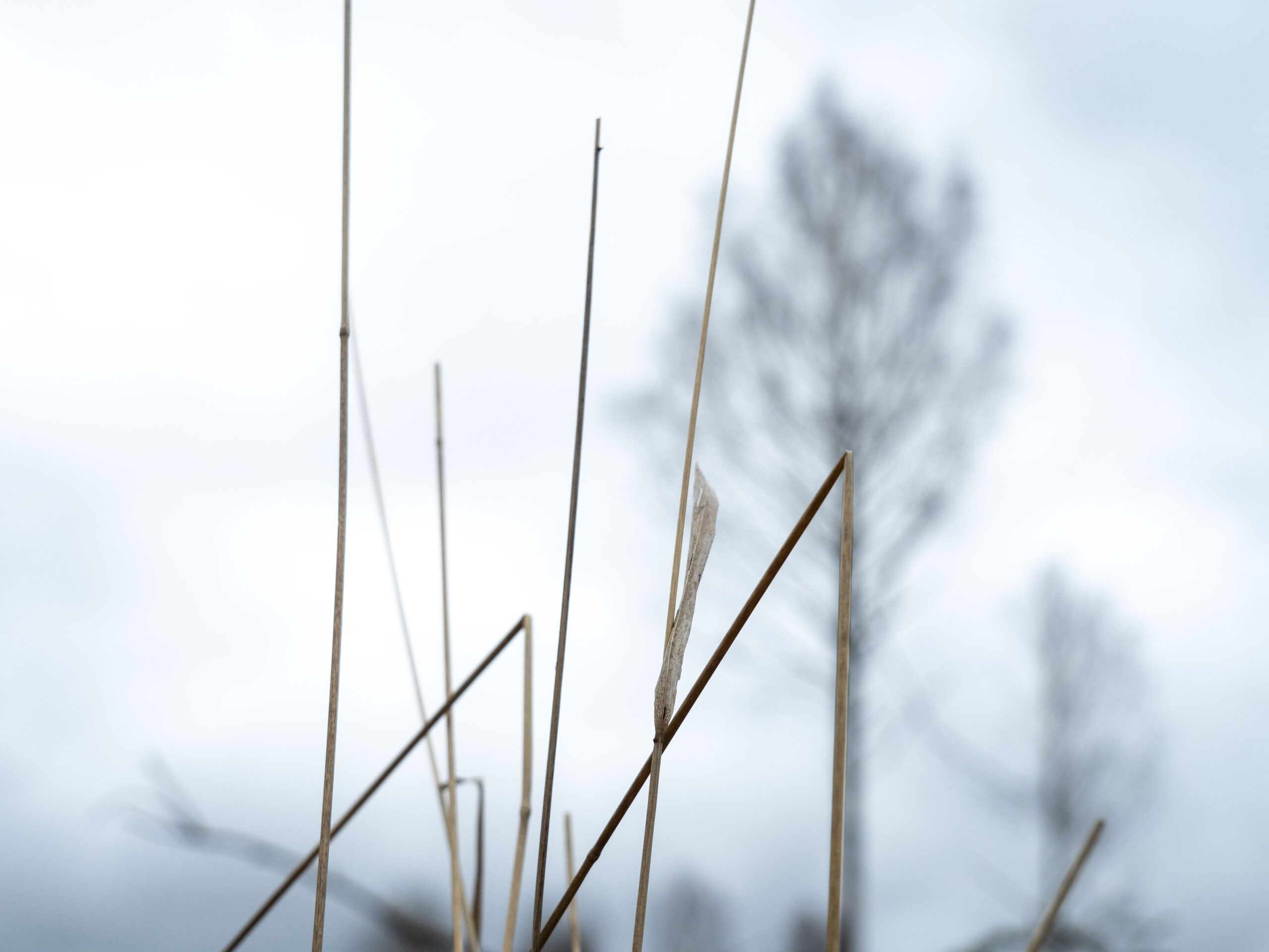 Eesti Keskkonnaühenduste Koja metsa töörühma seisukoht energeetika- ja keskkonnaministri määruse “Metsastamise toetuse andmise alused, taotluse kohta esitatavad