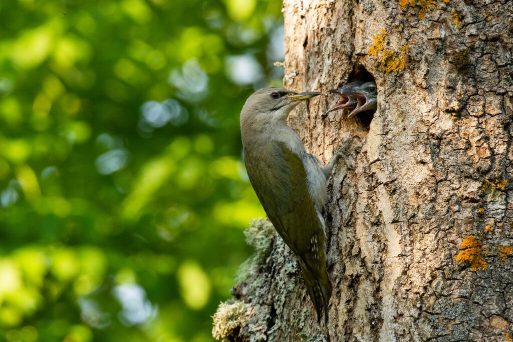 Päästame Eesti Metsad