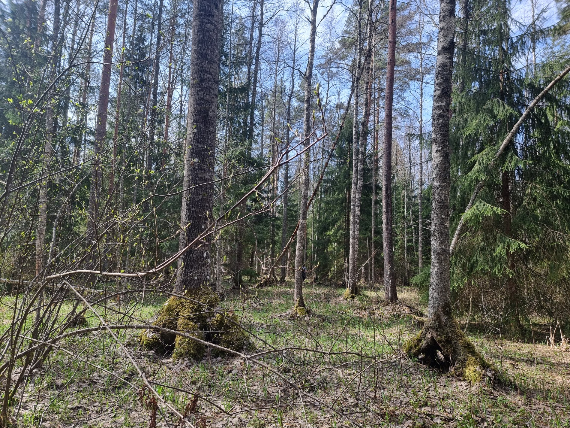 Vello Keppart, säästliku metsanduse ekspert, Leo Filippov, metsakasvatusinsener, Farištamo Eller, looduskaitsja Eesti Erametsaliit on teinud ettepanekud 1 , kui