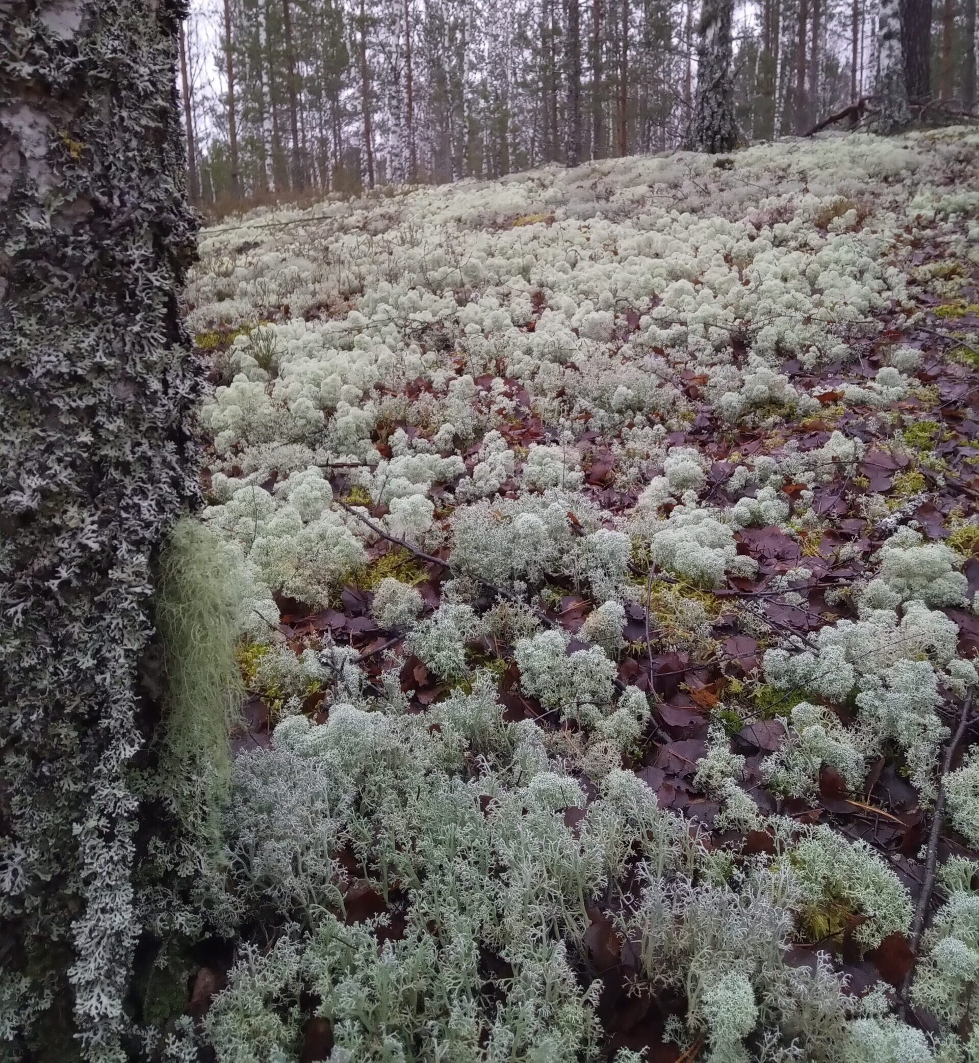 Pressiteade5.05.2026Päästame Eesti Metsad MTÜSA Keskkonnaõiguse Keskus Riigikohtu halduskolleegium rahuldas täna avaldatud otsuses Päästame Eesti Metsad MTÜ kae